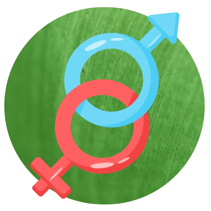 محصولات جنسی